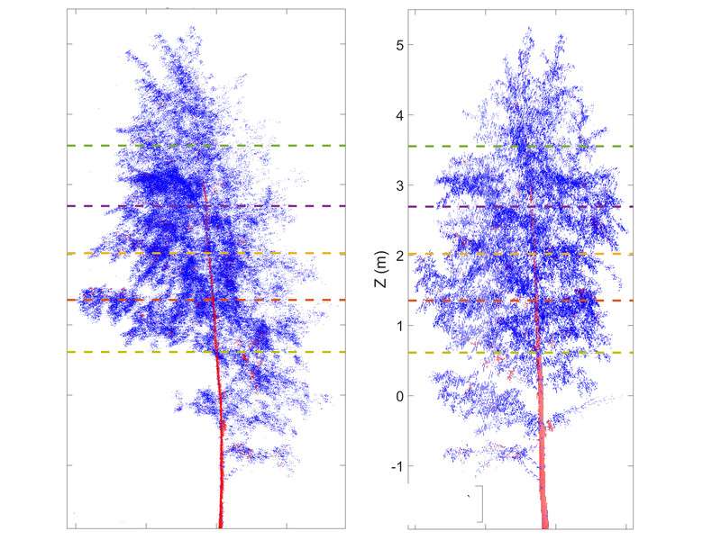 Researchers use laser scanners to study the day-night rhythm of trees