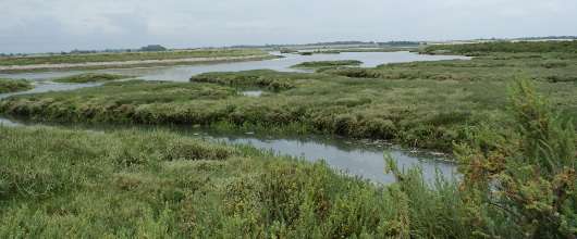 Citizen scientists to investigate our saltmarshes