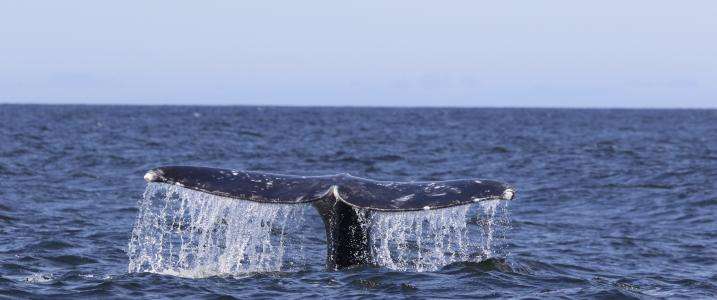 New technologies – and a dash of whale poop – help scientists monitor whale health
