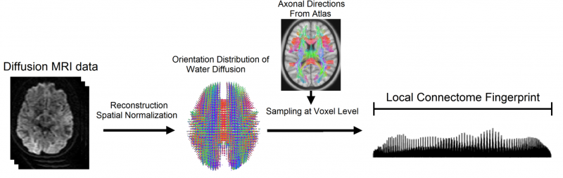 Researchers develop way to 'fingerprint' the brain