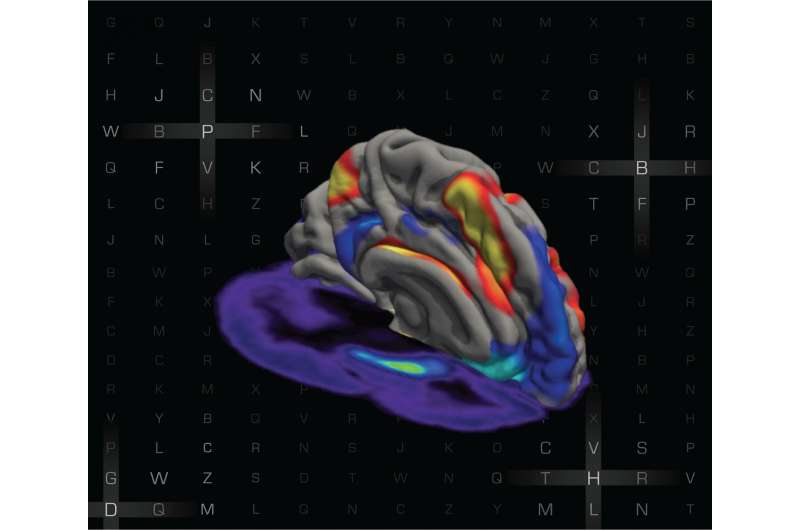 Study reveals how interaction between neural networks changes during working memory