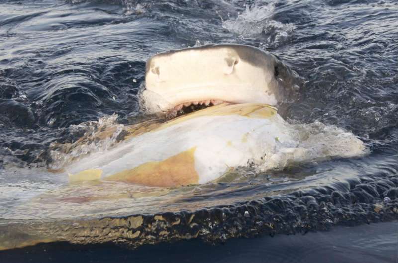 Study suggests tiger sharks opt for scavenging on dead and dying sea turtles as a feeding strategy