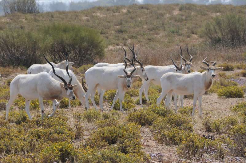 Climate change puts most-threatened African antelopes in 'double jeopardy'