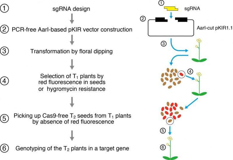 Development of a rapid method to knockout genes in Arabidopsis thaliana