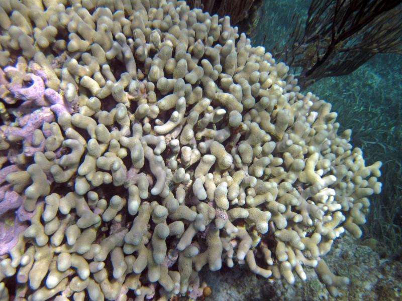 Researchers show corals struggle to grow under multiple stressors