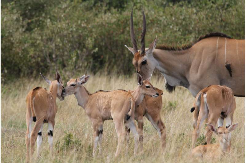 Climate change puts most-threatened African antelopes in 'double jeopardy'