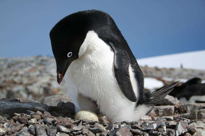 Citizen Scientists Can Now Lend a Hand in Penguin Conservation