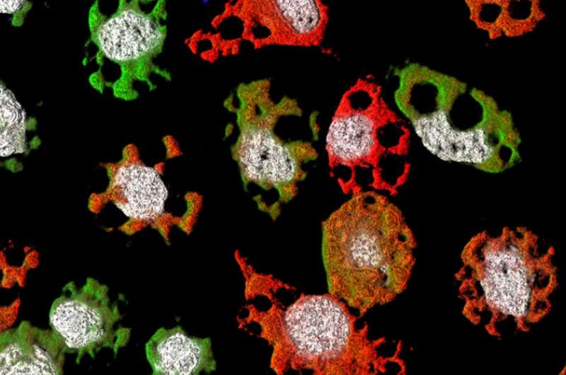 Newly discovered multicomponent virus is the first of its kind to infect animals