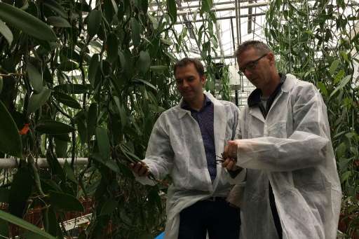 University of Wageningen researcher Filip van Noort and vanilla grower Joris Elstgeest inspect vanilla orchids, part of four yea