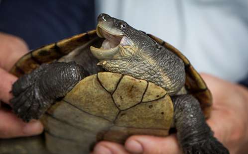 Citizen scientists sought to help save turtles from extinction