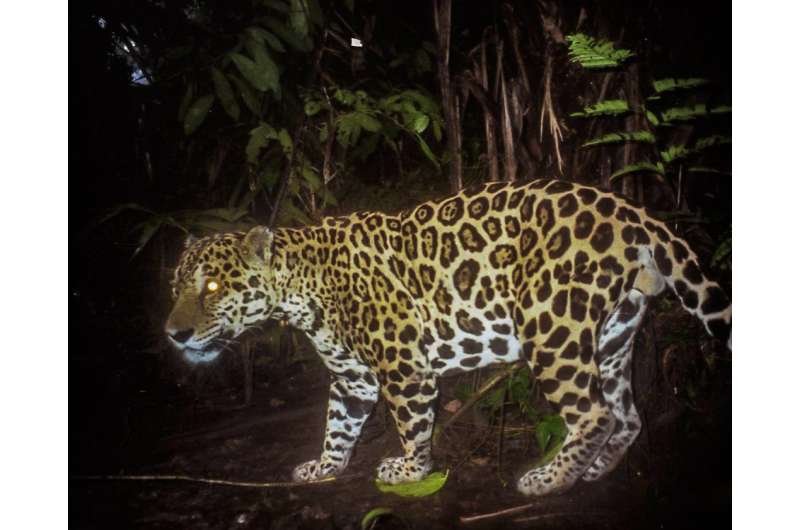 26 jaguars killed in Panama so far this year
