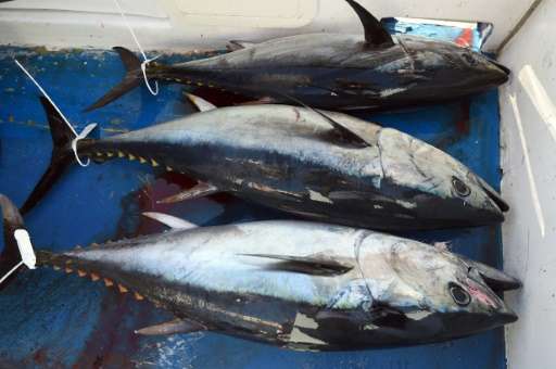 276,000-338,000 tonnes of Pacific tuna are taken illegally every year