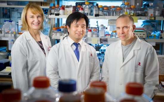 Newly discovered immune cell type protects against lung infections during chemotherapy