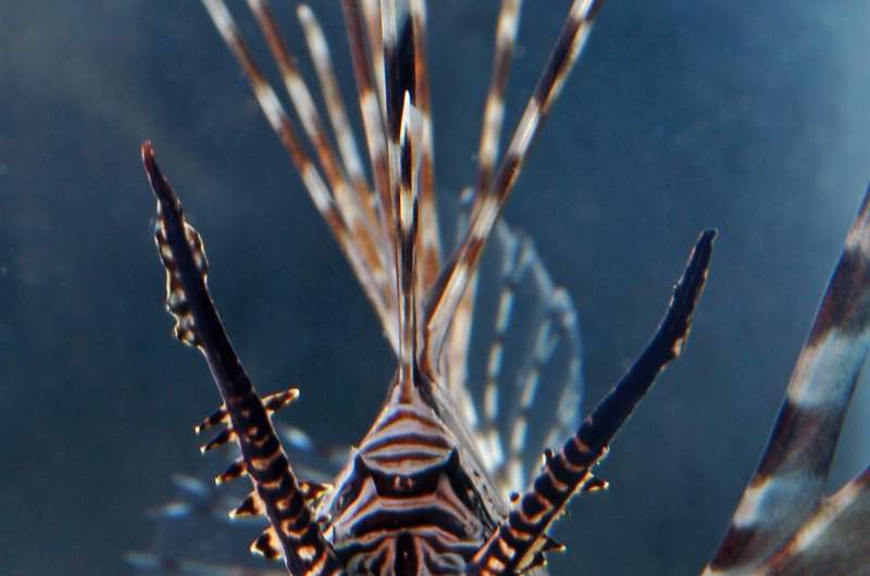 Researchers tally huge number of venomous fishes, tout potential for medical therapies