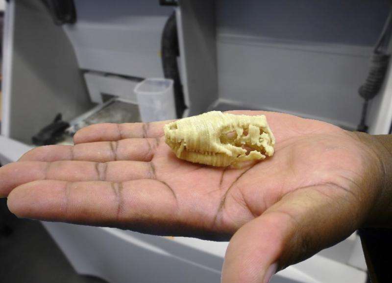 3-D technology brings a lost mammalian ancestor back to life