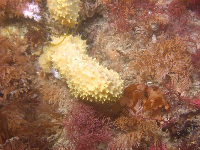An Antarctic sponge offers new hope against deadly MRSA infection