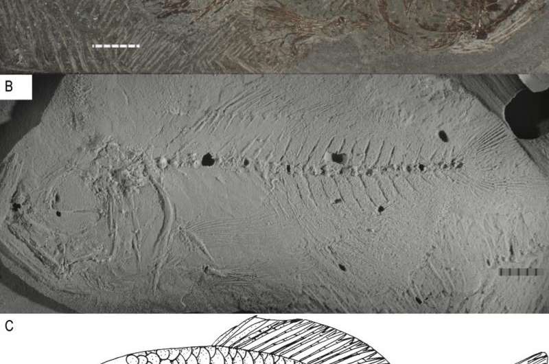 A new species of Cretaceous acanthomorph from Canada