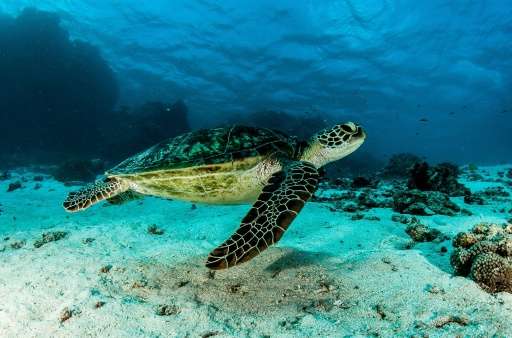 Australia's Great Barrier Reef could be beyond saving in five years without &quot;now or never&quot; funding to improve water qu