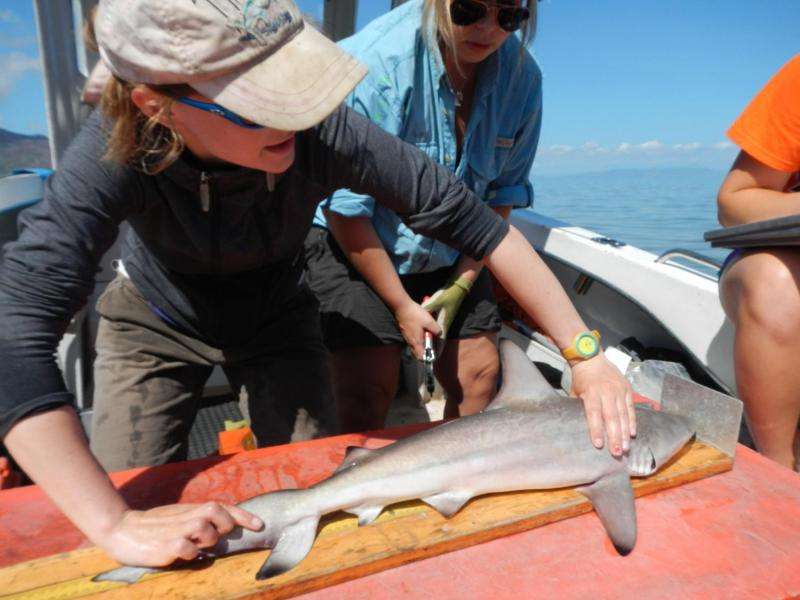 Blood reveals Great Barrier Reef sharks as homebodies