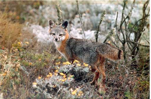 California island foxes removed from endangered species list