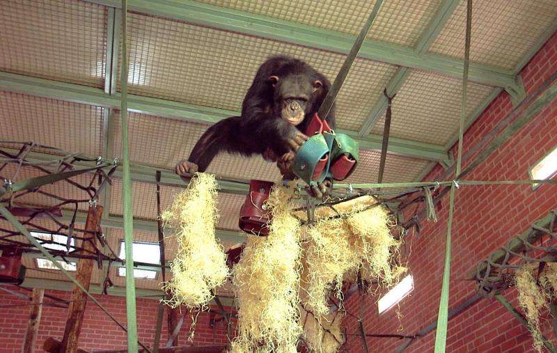Chimpanzee enclosure redesign translates wild chimpanzee research to zoo settings