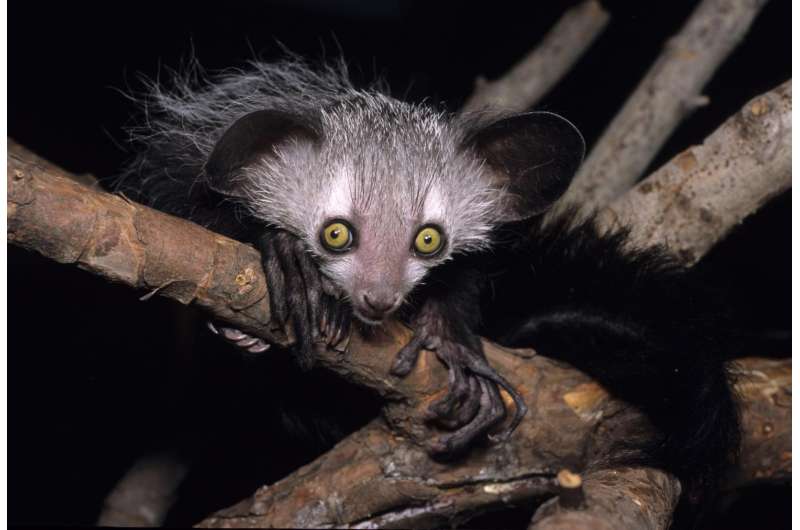 Dartmouth study with aye-ayes and slow loris finds that prosimians prefer alcohol