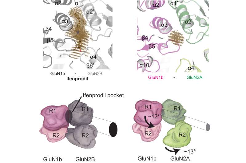 Detailed images of NMDA receptors help explain how zinc and a drug affect their function