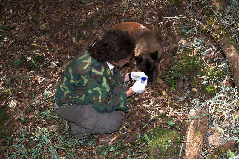 Detection dogs sniff out the droppings of endangered primates