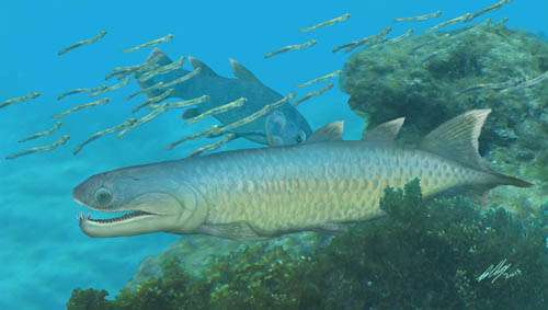Devonian fish provides unique insights into the early evolution of modern lobe-finned fishes