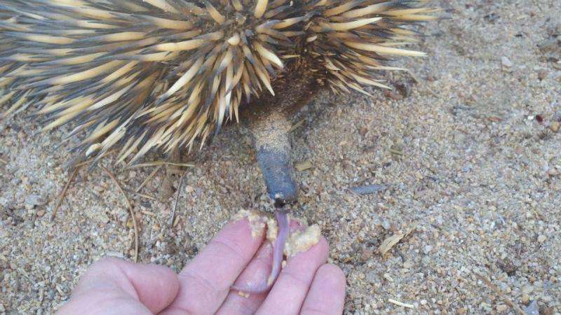 Echidnų kasimas yra pagrindiniai Australijos ekosistemų inžinieriai