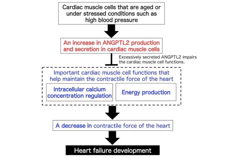 Discovery and gene therapy treatment of a novel heart failure mechanism