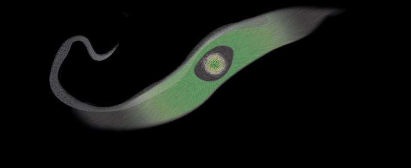Discovery of enzyme in the sleeping sickness parasite streamlines drug development
