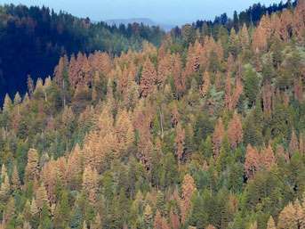Drought strikes centuries-old California oaks