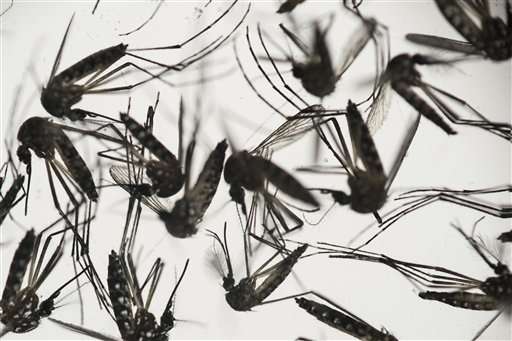 Eradication of Zika-spreading mosquito in Brazil unlikely