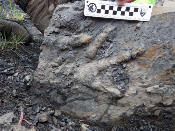 First dinosaur bones found in Denali National Park