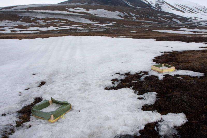 Freezing plants to predict the fate of the Arctic