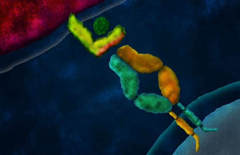 Genetically engineering disease-fighting cells
