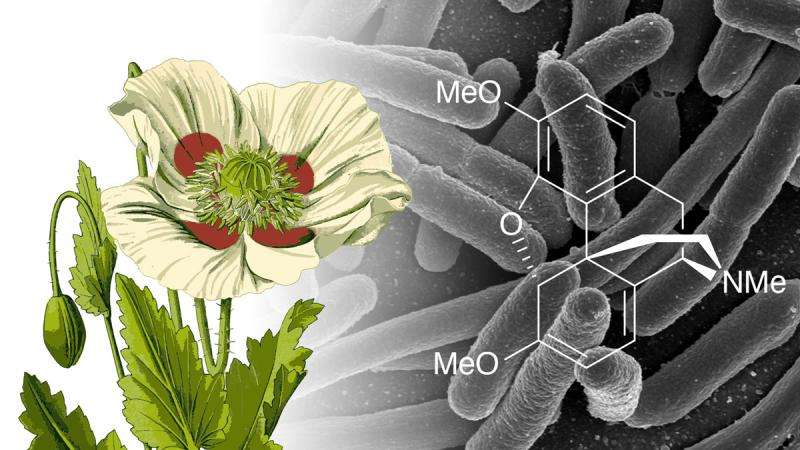 Genetically modified E. coli pump out morphine precursor