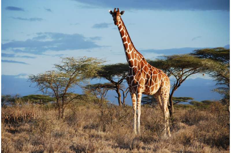 Genetic analysis uncovers 4 species of giraffe, not just 1