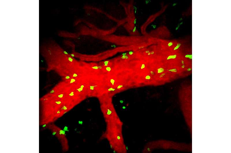 Immune system cells cause severe malaria complication in mouse brain