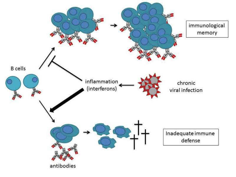 Inflammation triggers unsustainable immune response to chronic viral infection