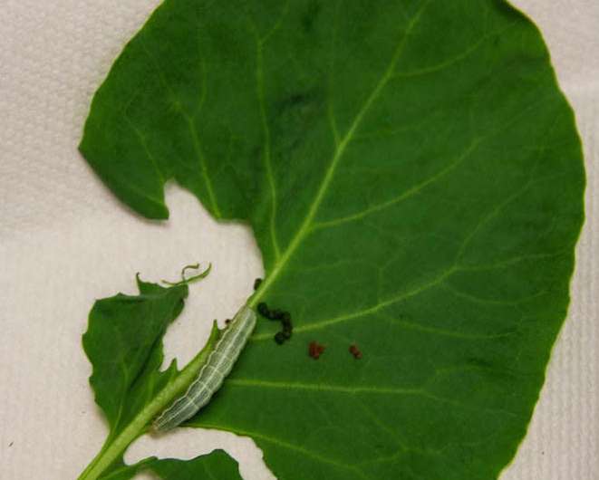 Insect spit a key weapon in ongoing agriculture war