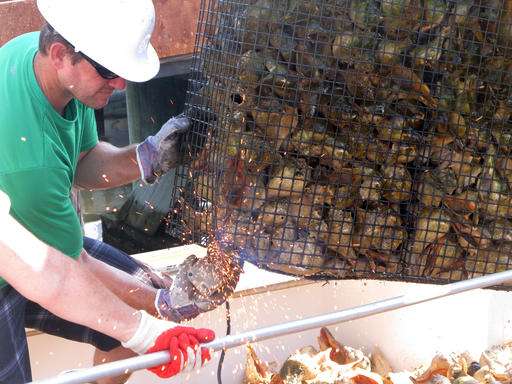 Maturing oyster recovery projects bring calls for money