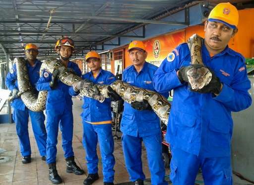 Members of the Malaysia Civil Defence Force pose with the 7.5-metre-long python that was caught at a construction site in Penang