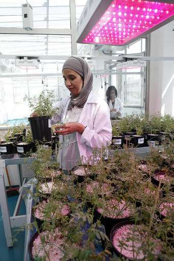 Moroccan vault protects seeds from climate change and war