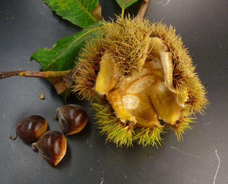 New genetically engineered American chestnut will help restore the decimated, iconic tree