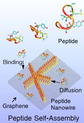 New protein bridges chemical divide for 'seamless' bioelectronics devices