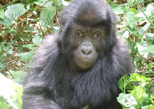 New study documents shocking collapse of gorilla subspecies during 20 years of civil unrest