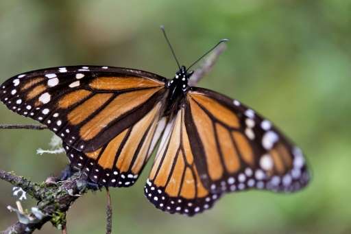 North America's endangered migratory Monarch butterfly's population rebounded in the winter season of 2015-2016, but it is still