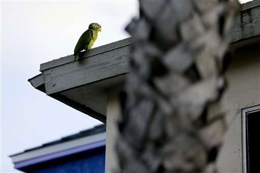 Parrot species in US cities may rival that in native Mexico